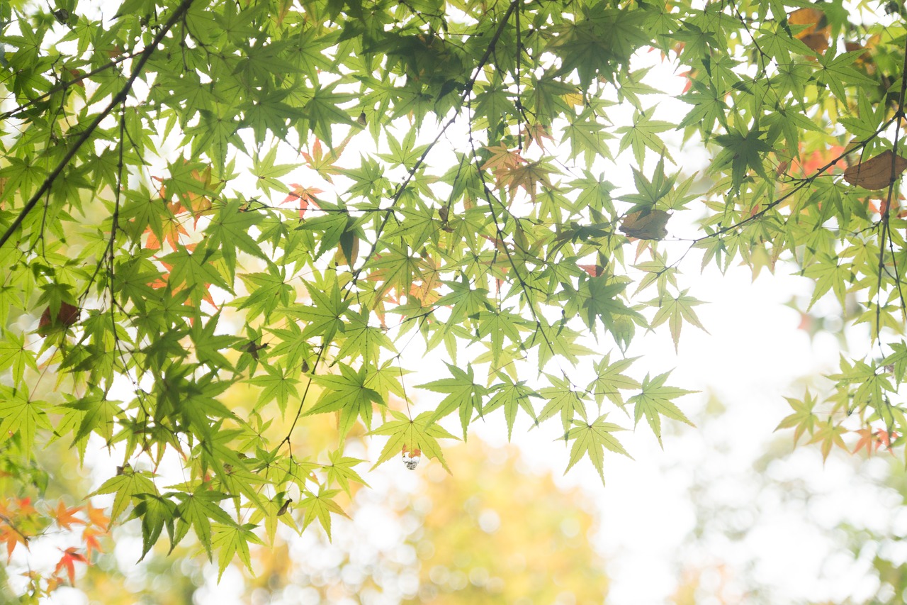 Image - maple the end of the summer plant