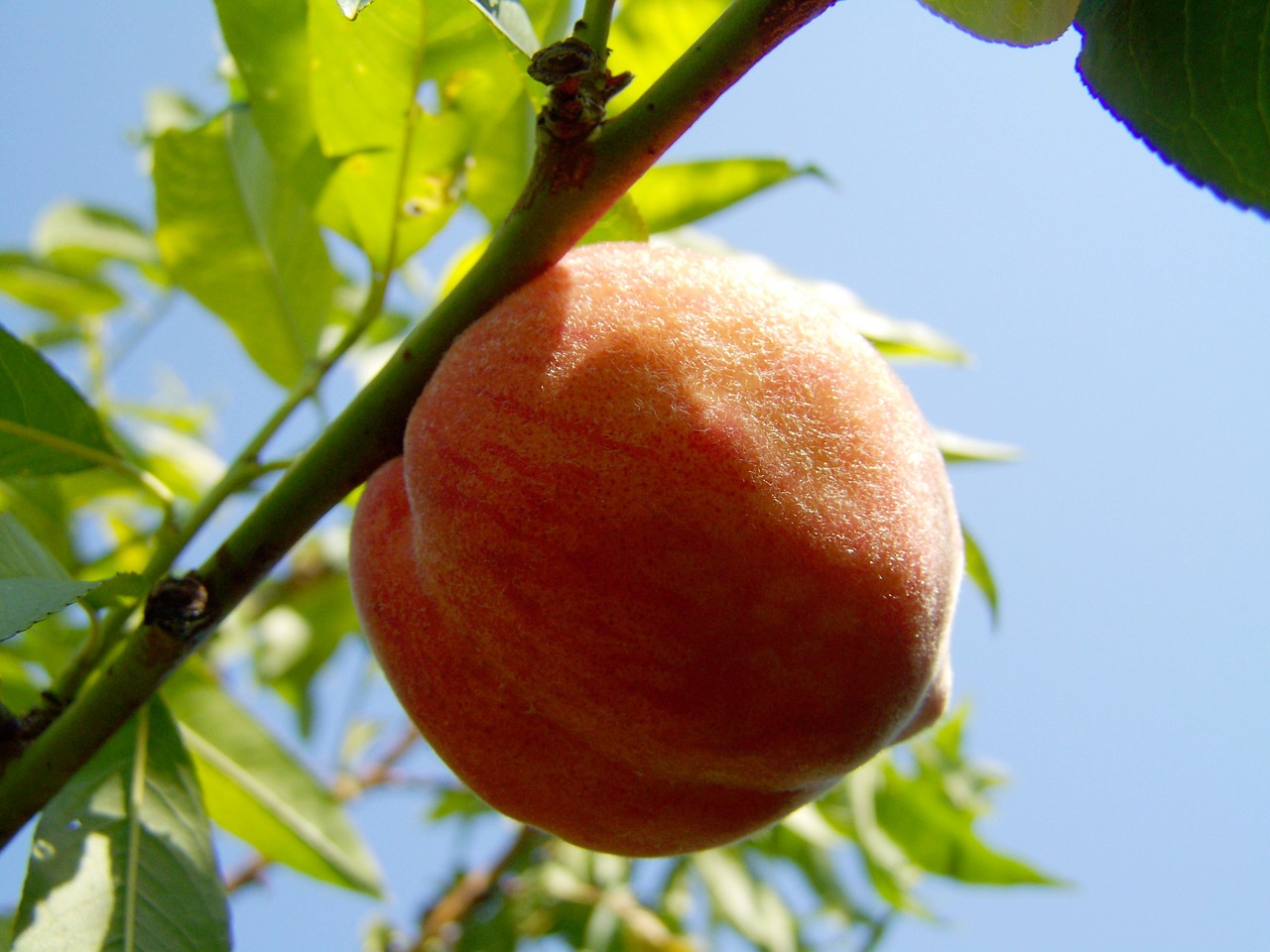 Image - peach ripe fruit yellow red peach