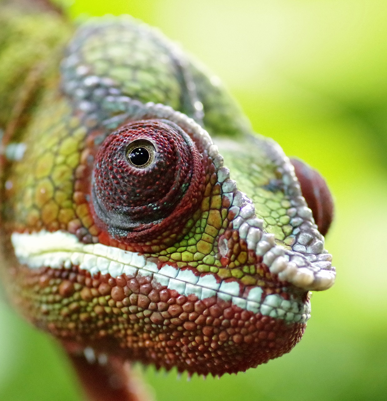 Image - chameleon the head of the the lizard