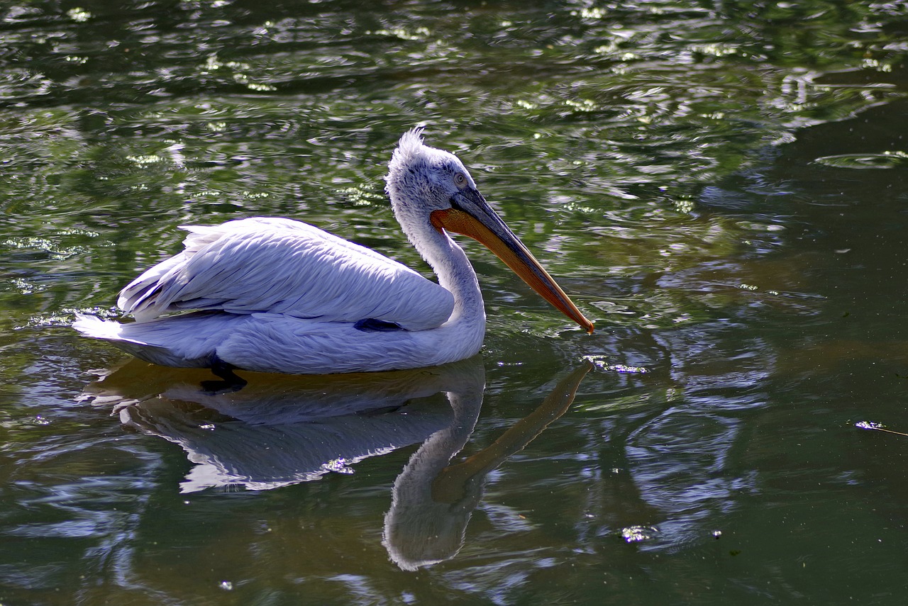 Image - pelikan bird beak long water