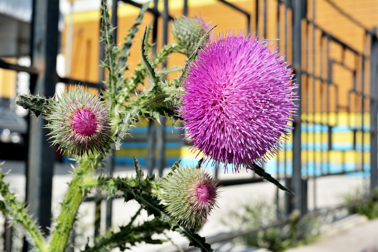 Image - burdock blooming burdock flower