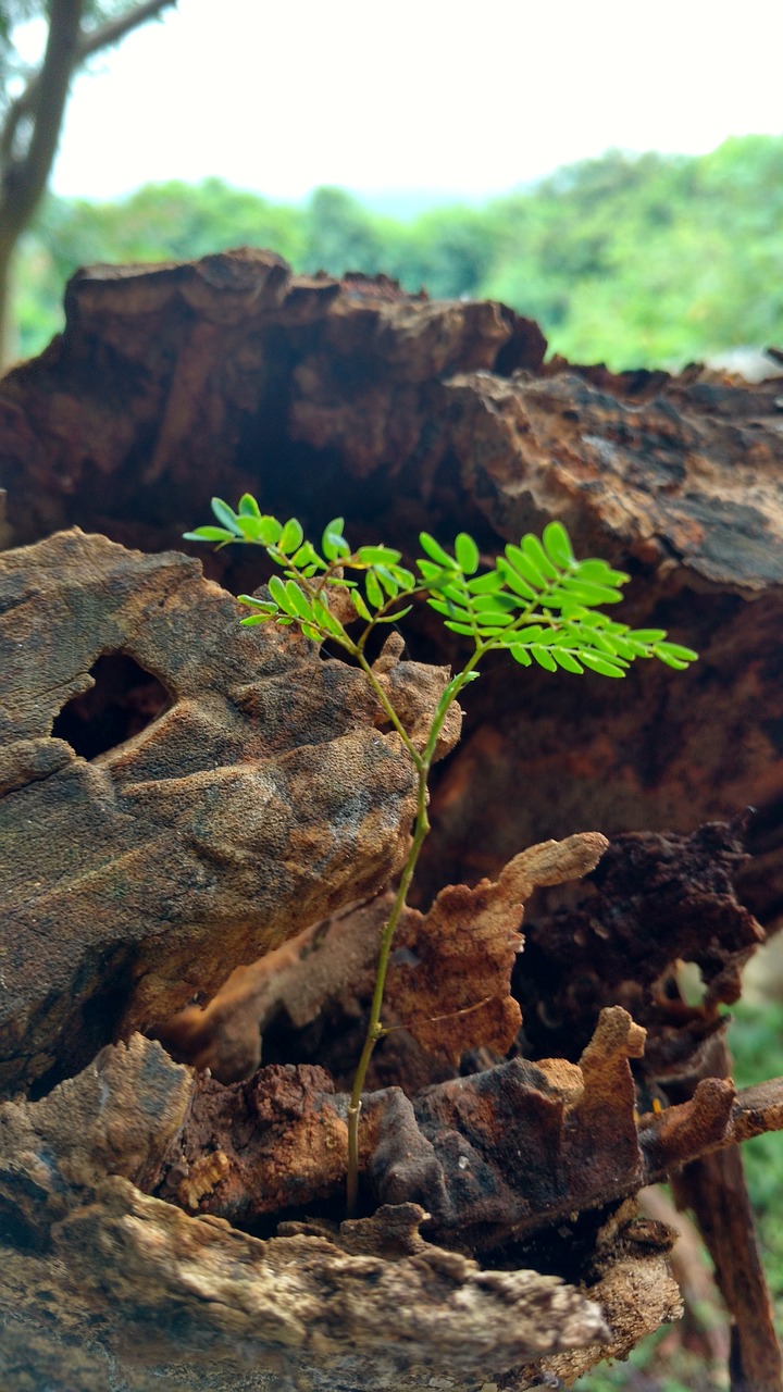 Image - small plants tree big tree