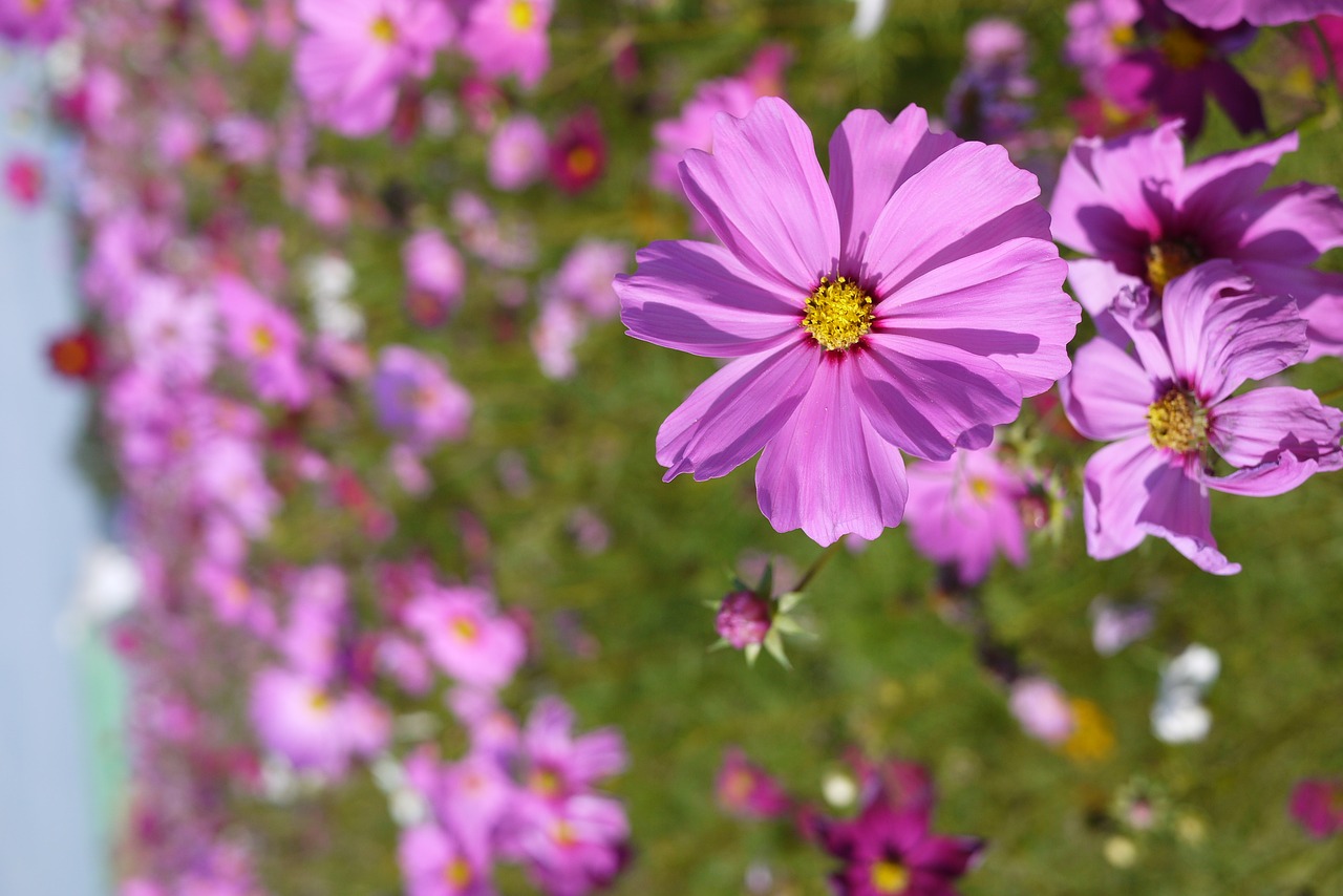 Image - flower sea of flowers little daisy