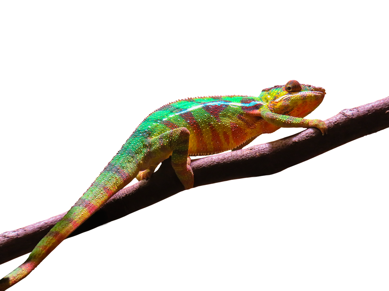 Image - animal chameleon colorful exotic