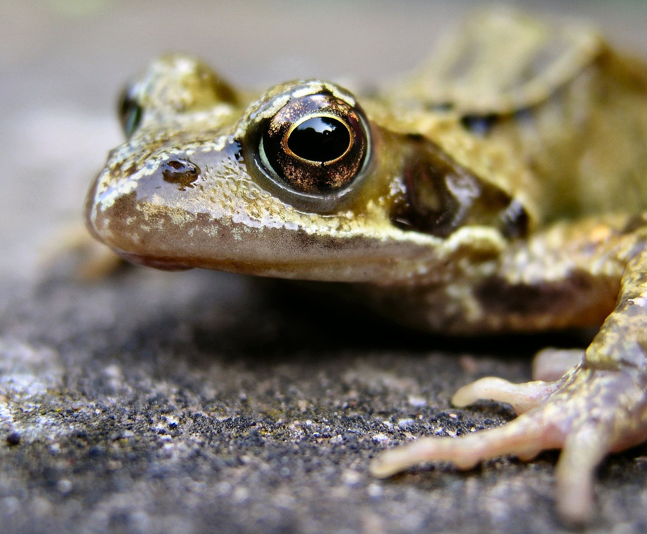 Image - frog amphibian animal pondlife