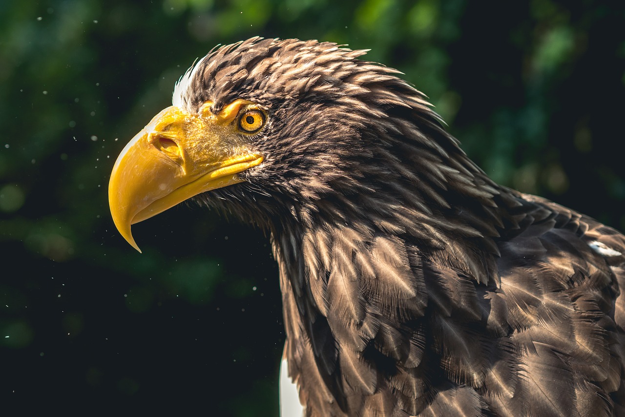 Image - eagle bird of prey animal species