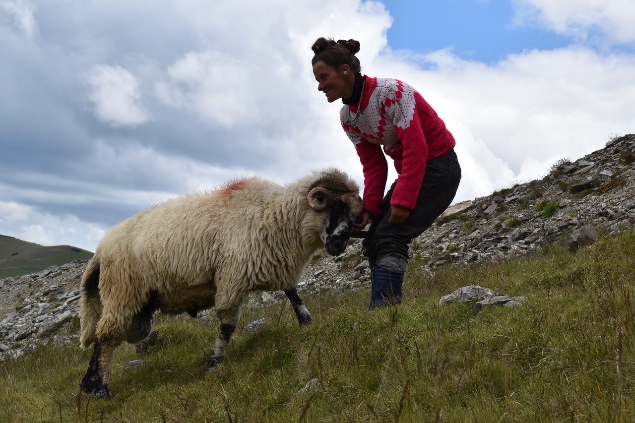 Image - shepherd ram sheep agricultural