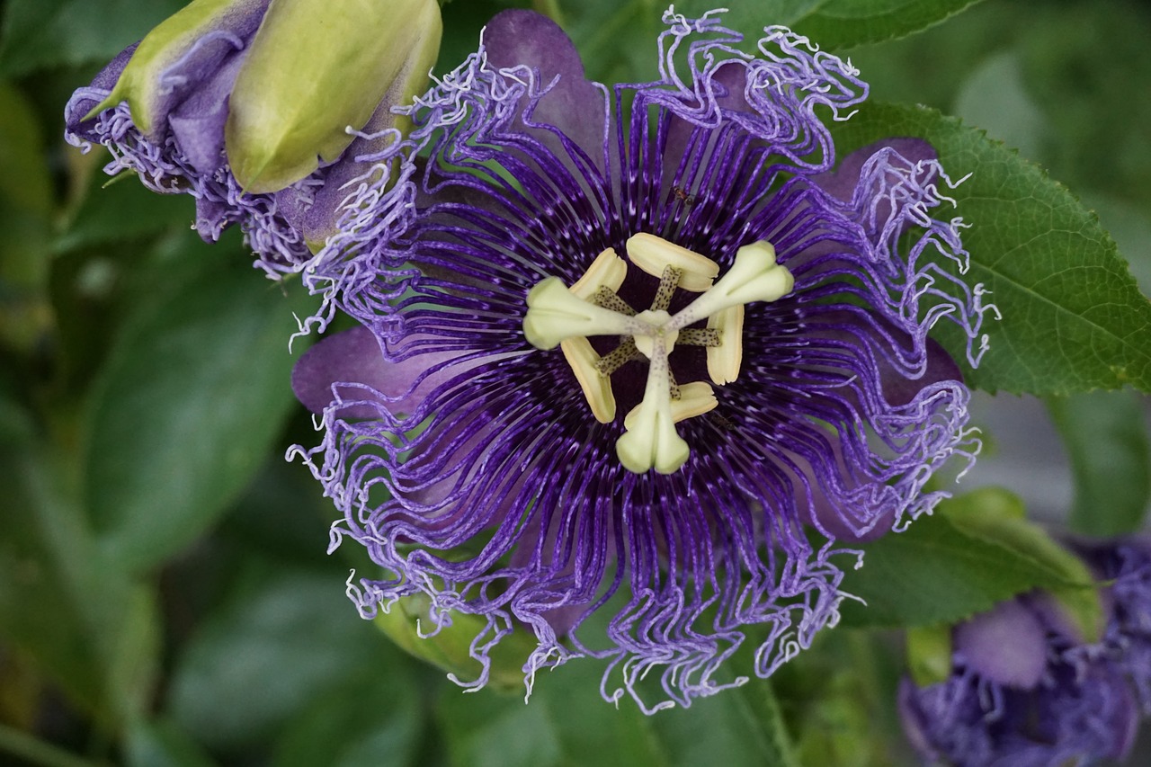 Image - flowers mainau island lake constance