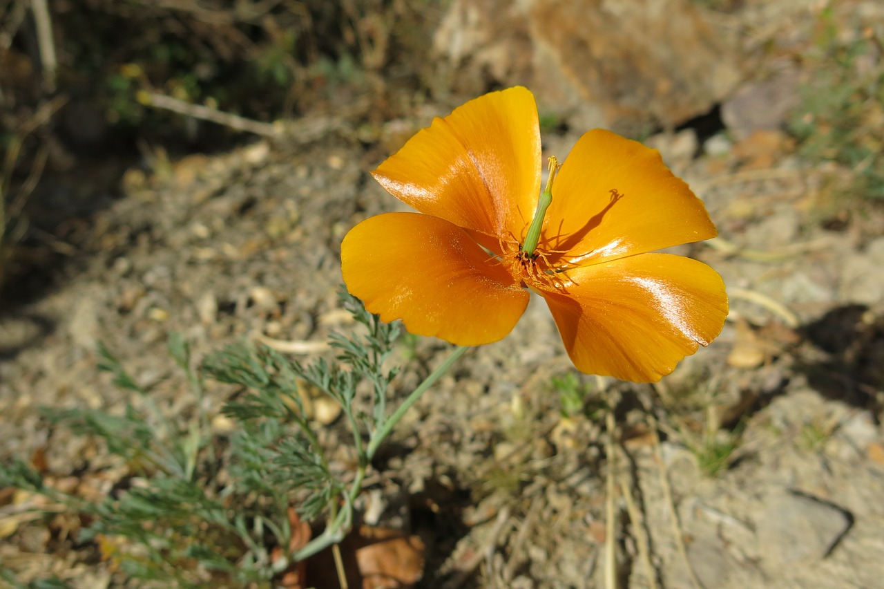 Image - andenmohn suasi poppy peru