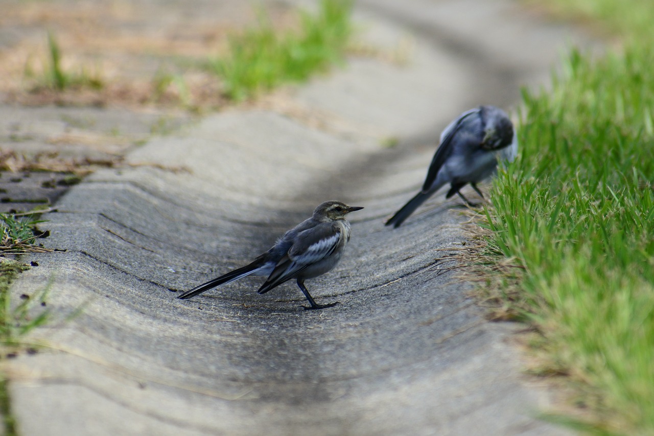 Image - animal plant grass little bird