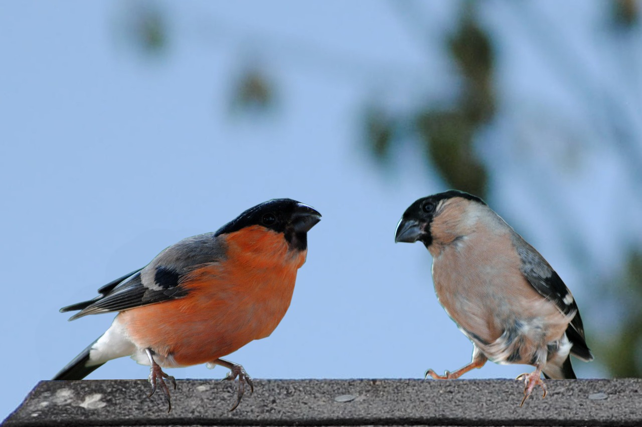 Image - birds bullfinch male female