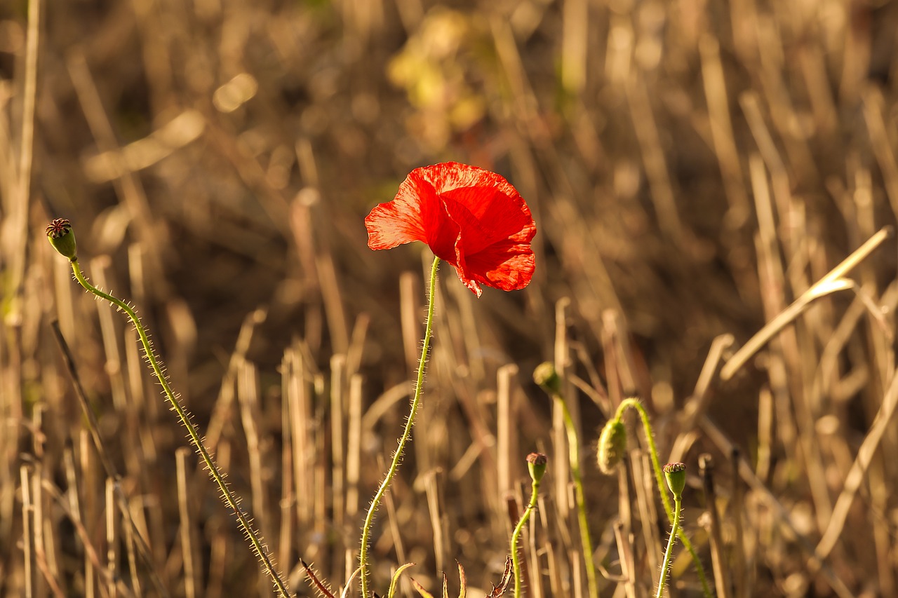 Image - wild poppy harvest nature