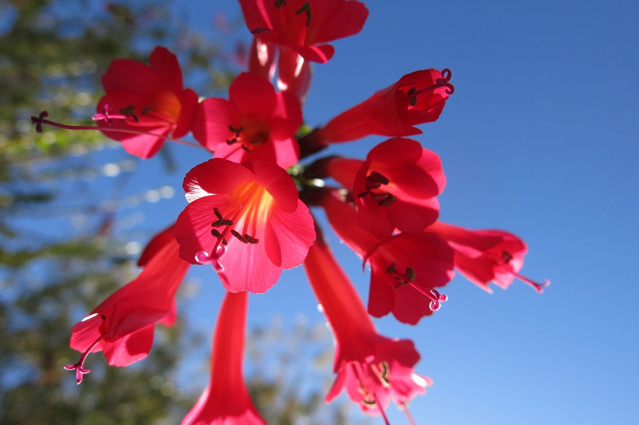 Image - cantua buxifolia