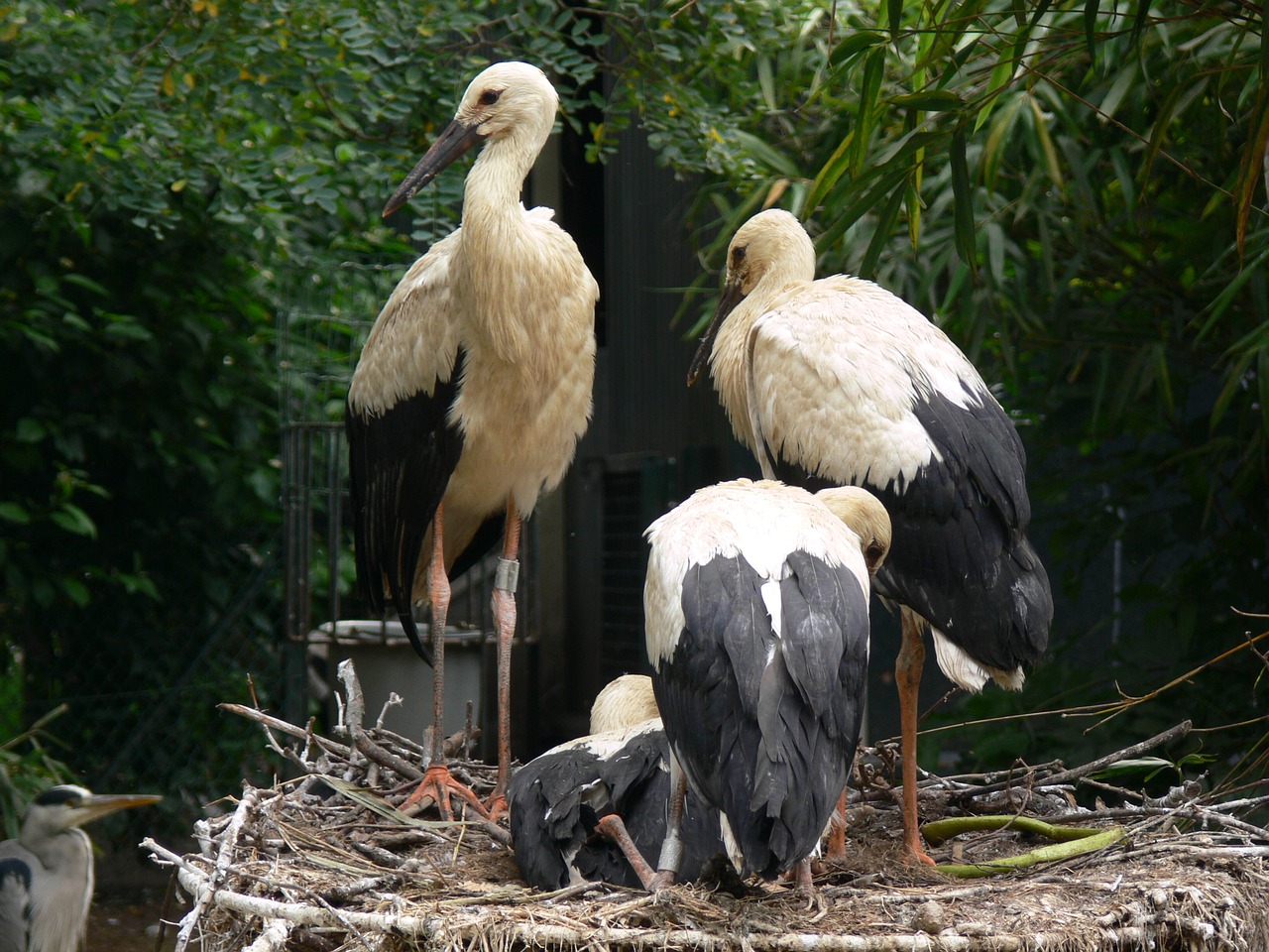 Image - zoo artis amsterdam