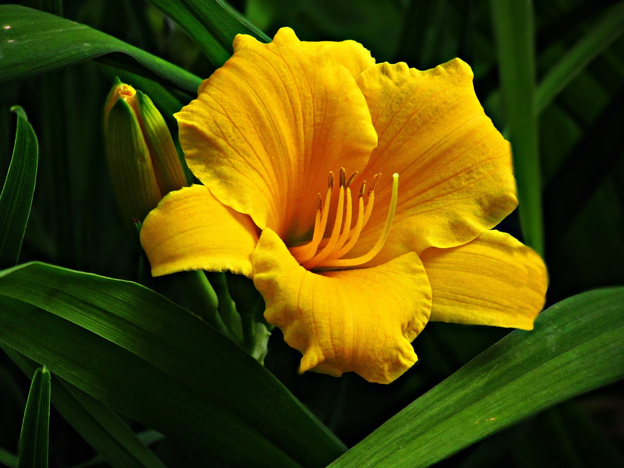 Image - flower pumpkin plant nature spring