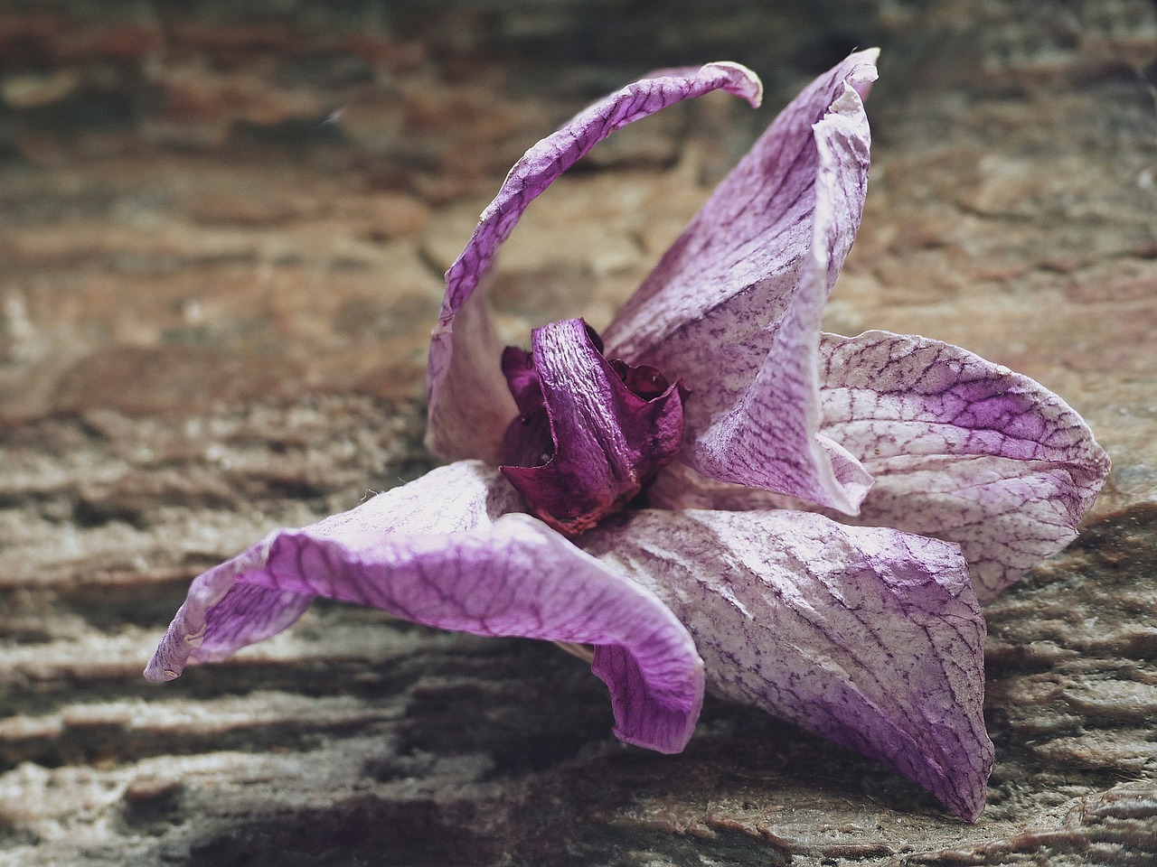 Image - faded blossom bloom orchid