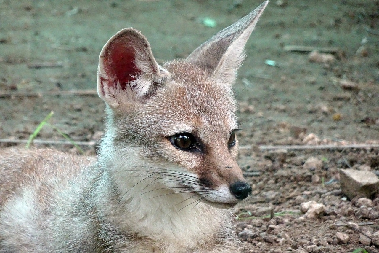 Image - fox bengal fox vulpes bengalensis