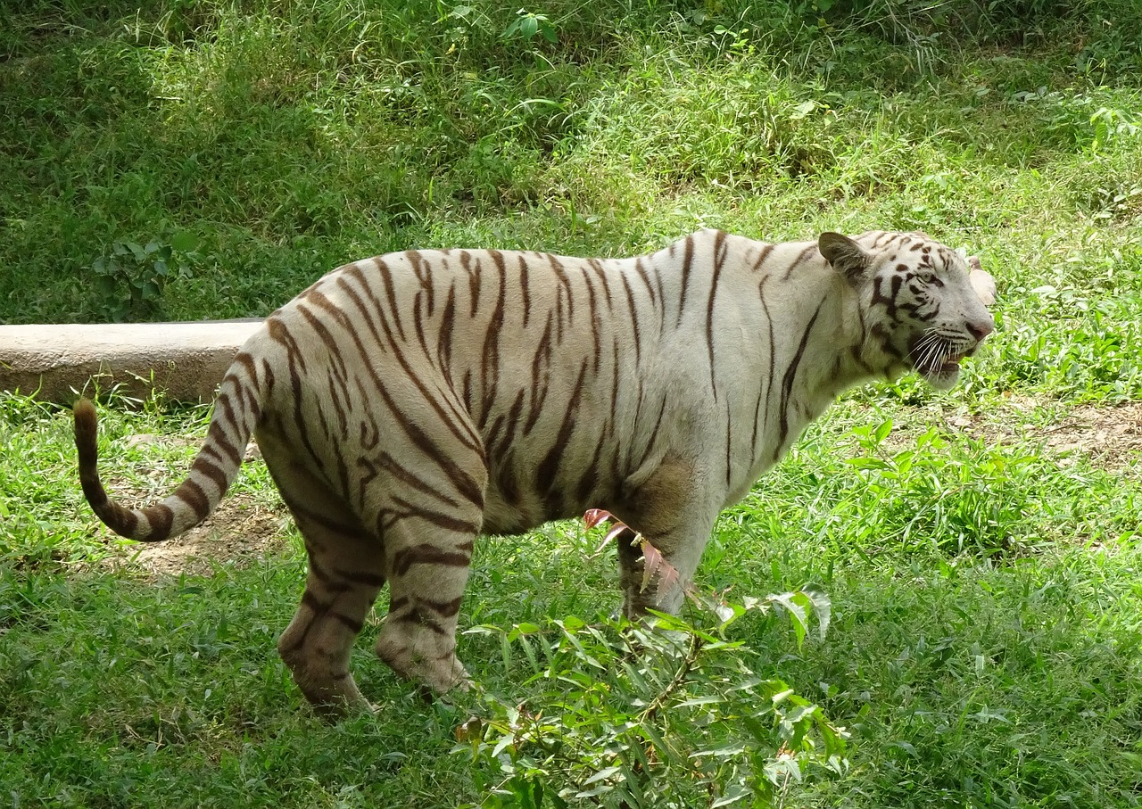 Image - tiger white tiger cat animal