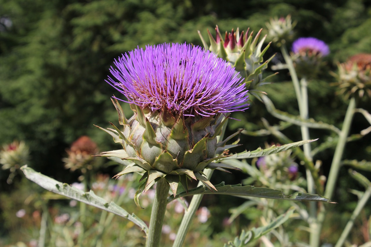 Image - artichoke plant healthy blossom