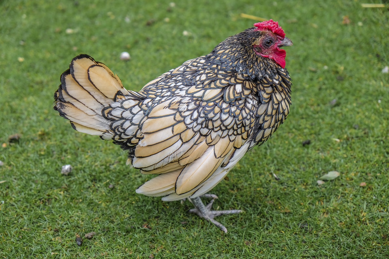 Image - chicken animal animals colorful