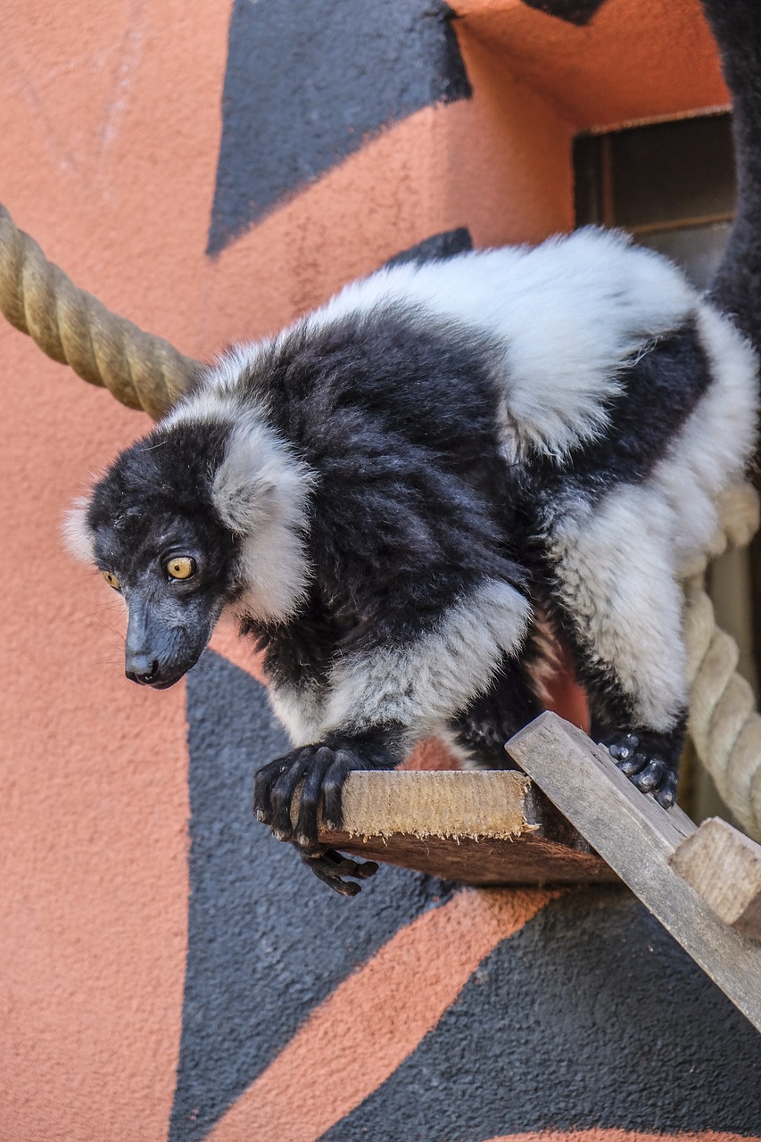 Image - monkey animal maki vari