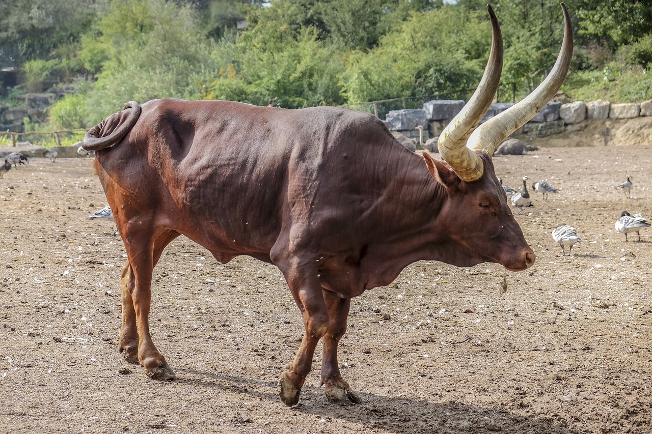 Image - watusirund horn beef