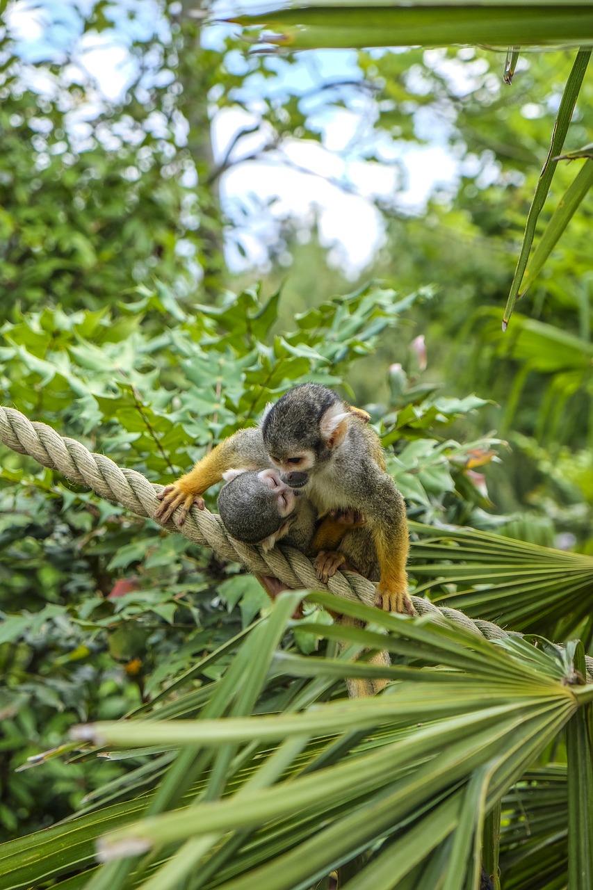 Image - monkey squirrel monkey duo mammal