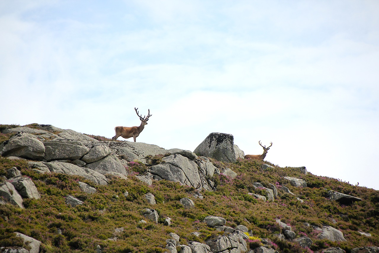 Image - scotland hirsch hunters dream