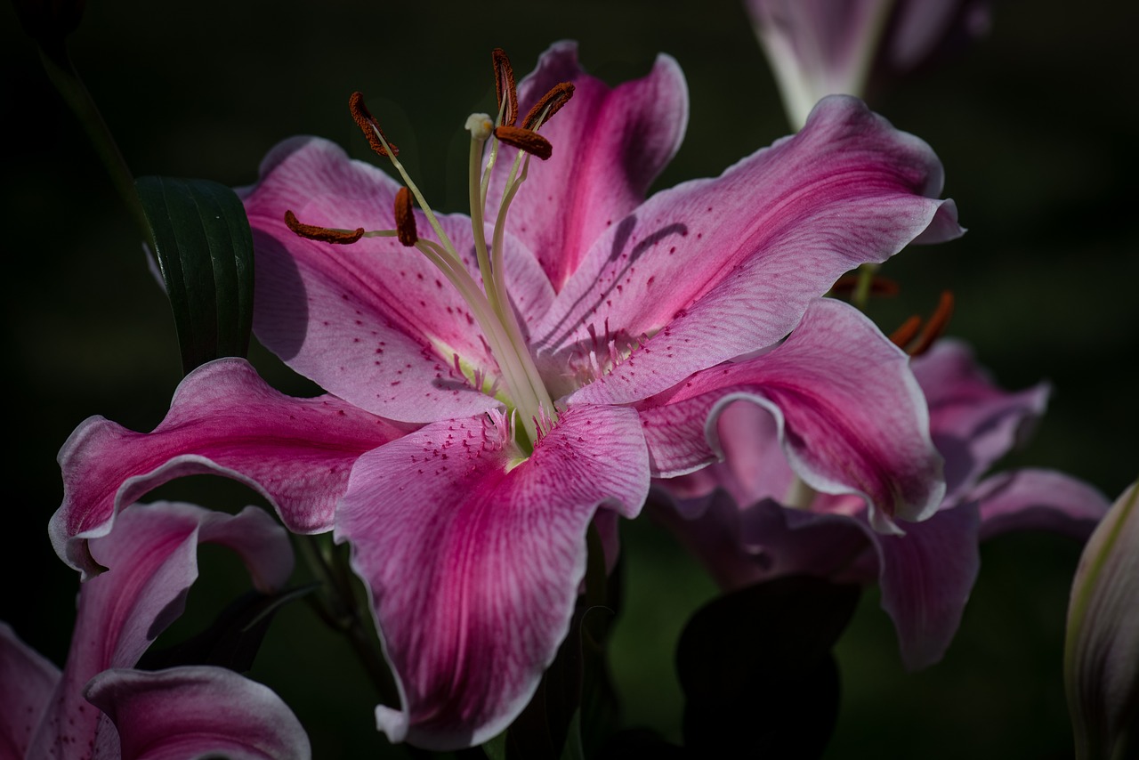 Image - tiger lily flower nature garden