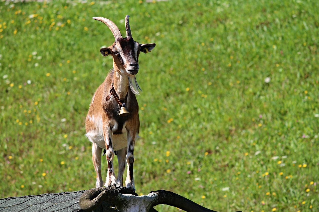 Image - goat roof farm pet log cabin