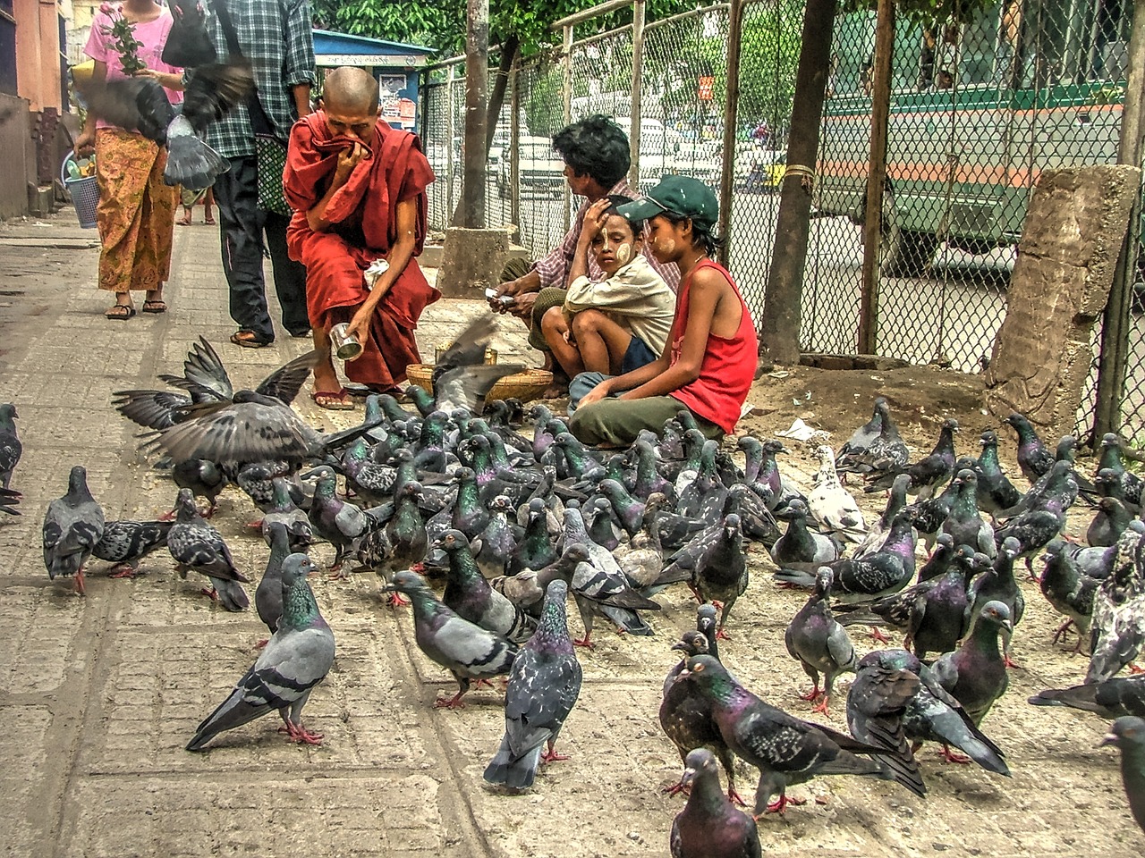 Image - pigeons burma monk myanmar