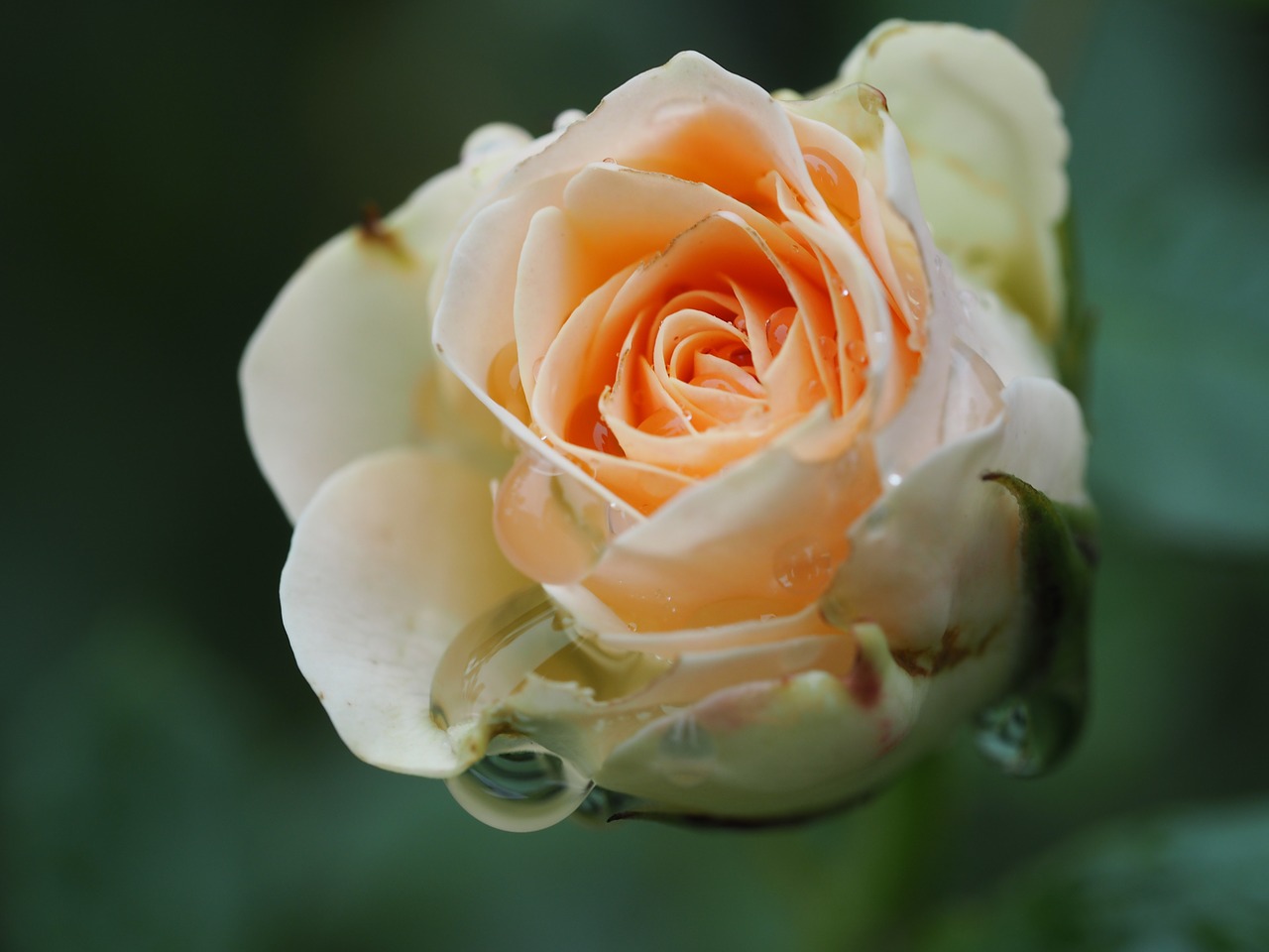 Image - rose rain mourning romance