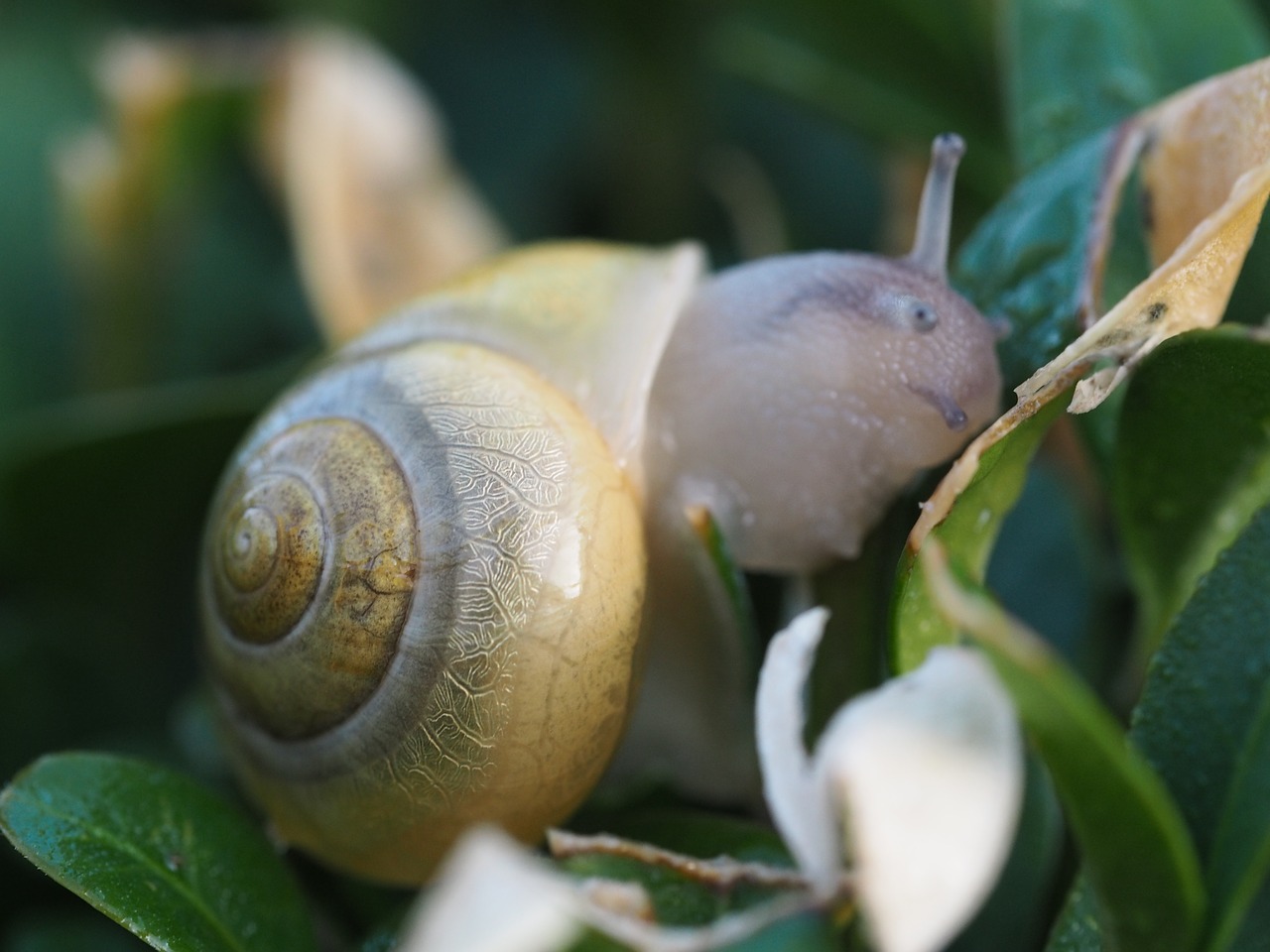 Image - snail garden shell animal mollusk