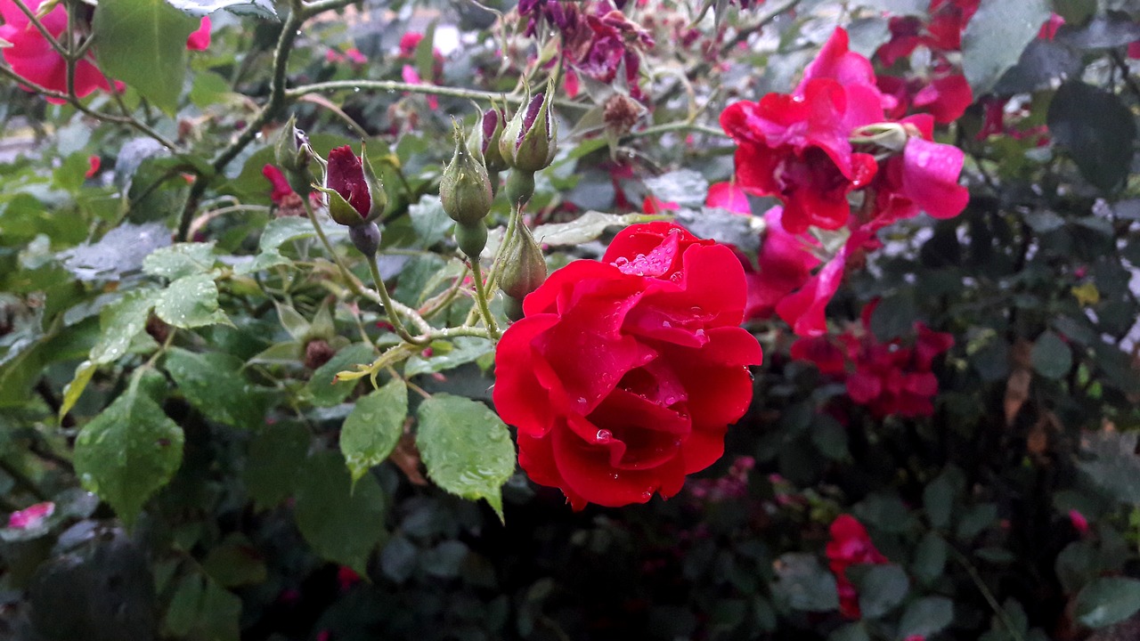 Image - ros roses red flower flowers