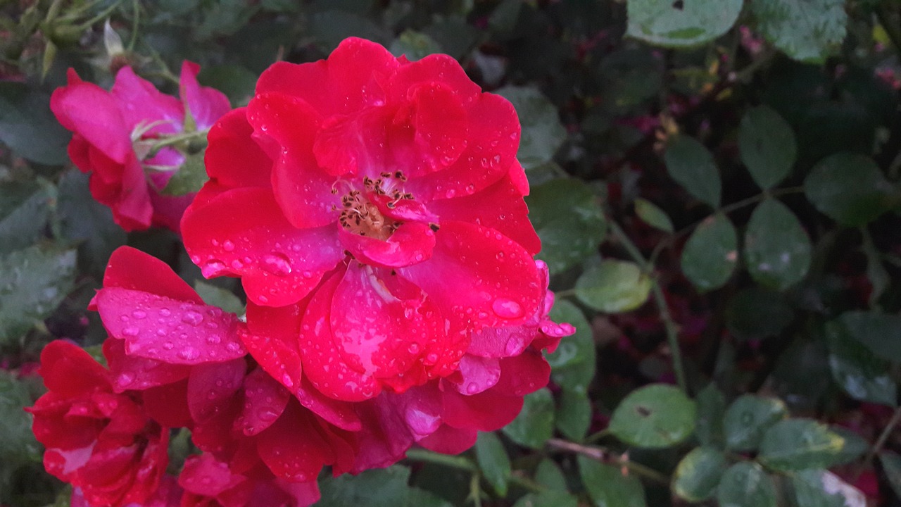 Image - ros roses red flower flowers