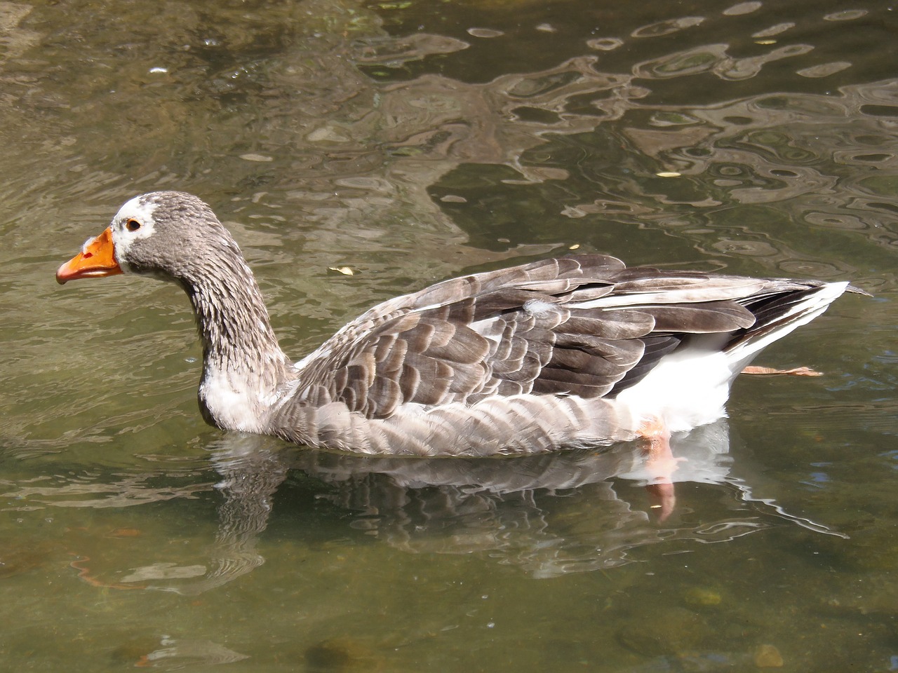 Image - oca goose ave water fauna pond