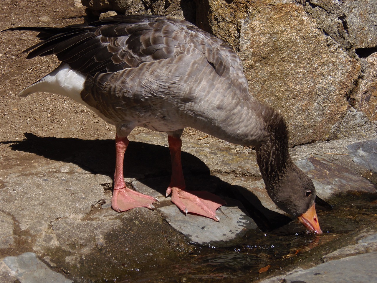 Image - oca goose ave drink fauna