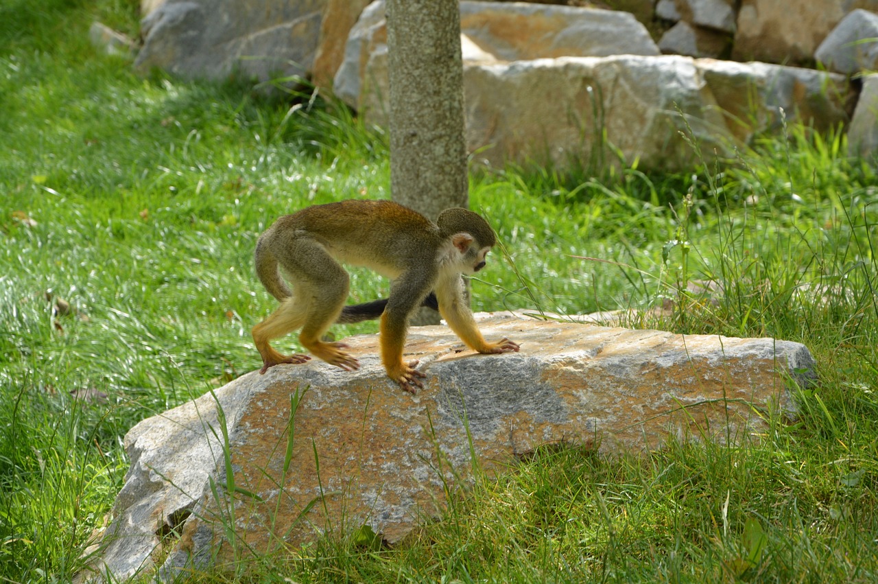 Image - monkey wild hair wildlife yellow