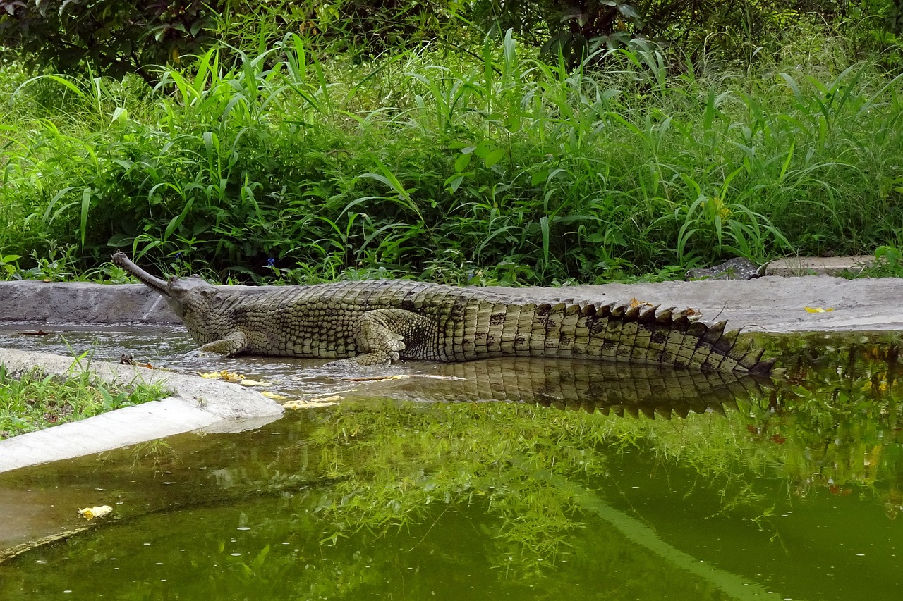 Image - gharial gavialis gangeticus gavial