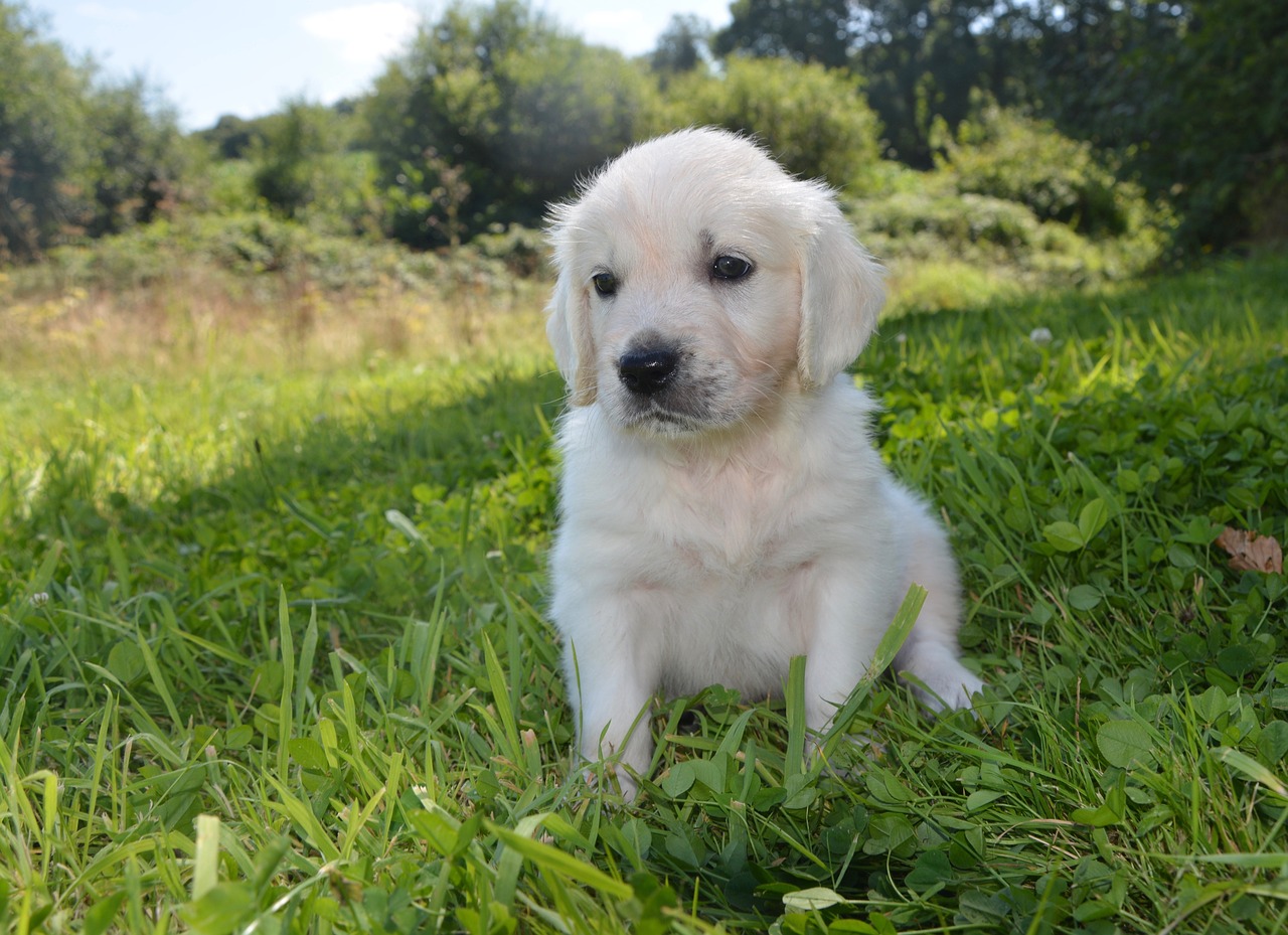 Image - golden retriever puppy puppy dog