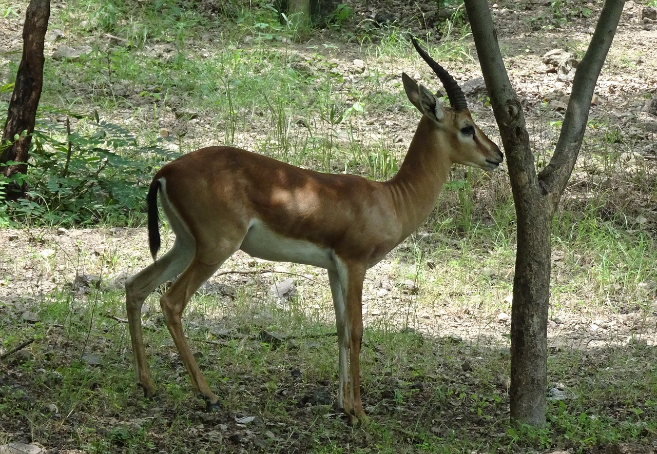 Image - chinkara gazella bennettii