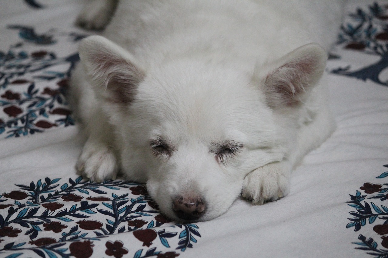 Image - pet dog puppy cute canine white