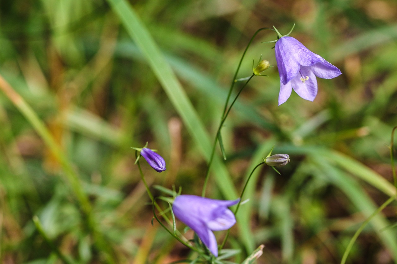 Image - bluebell wildflower bellflower blue