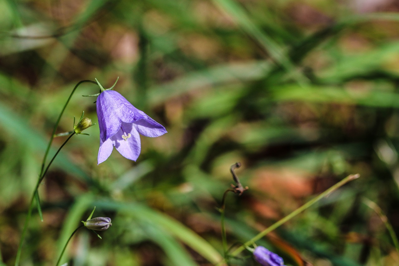 Image - bluebell wildflower bellflower blue