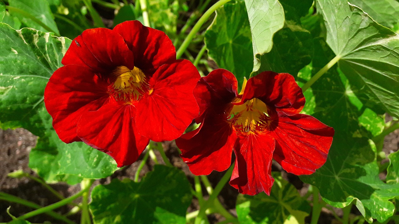 Image - cress krasseblommor krasseblomma