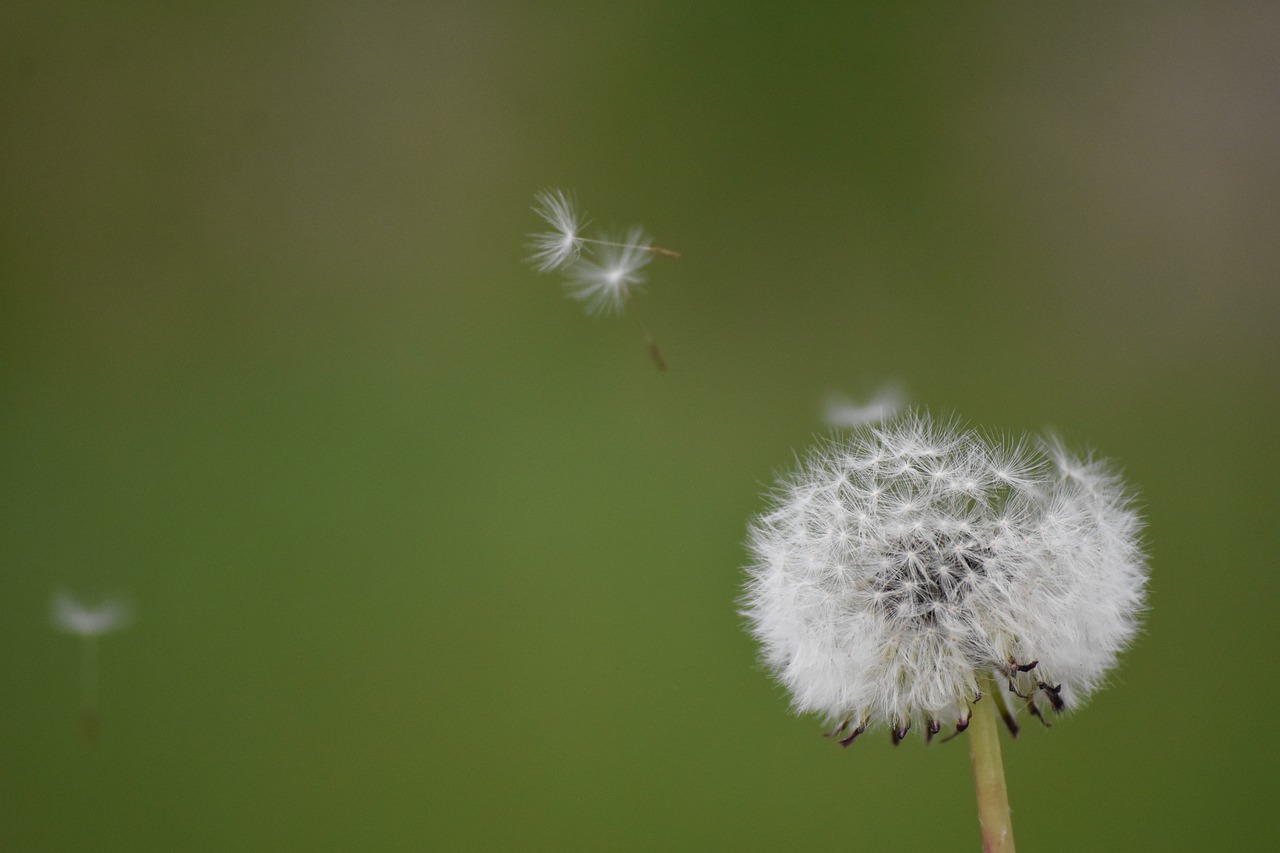 Image - dandelion flowe pollen