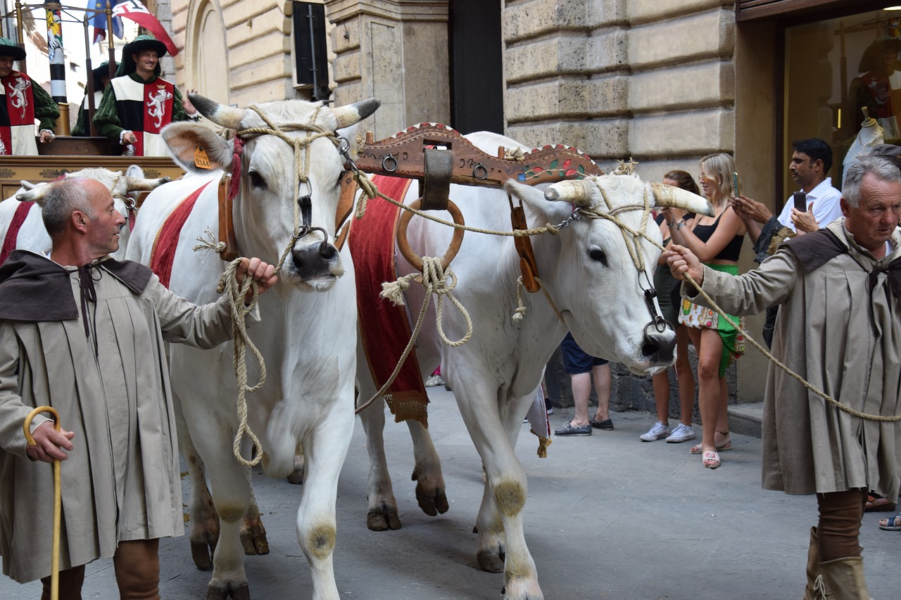 Image - siena ox chianina italy palio