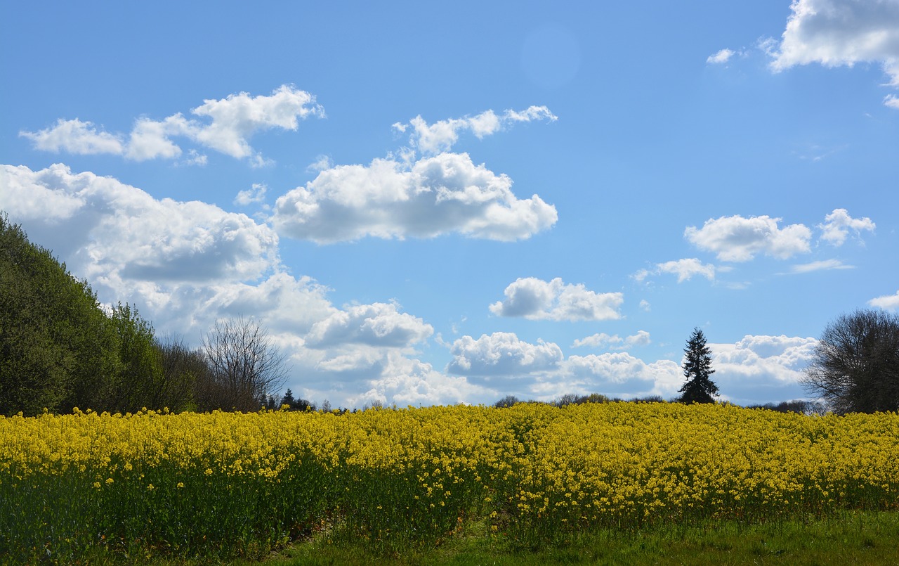 Image - rapeseed agriculture harvest