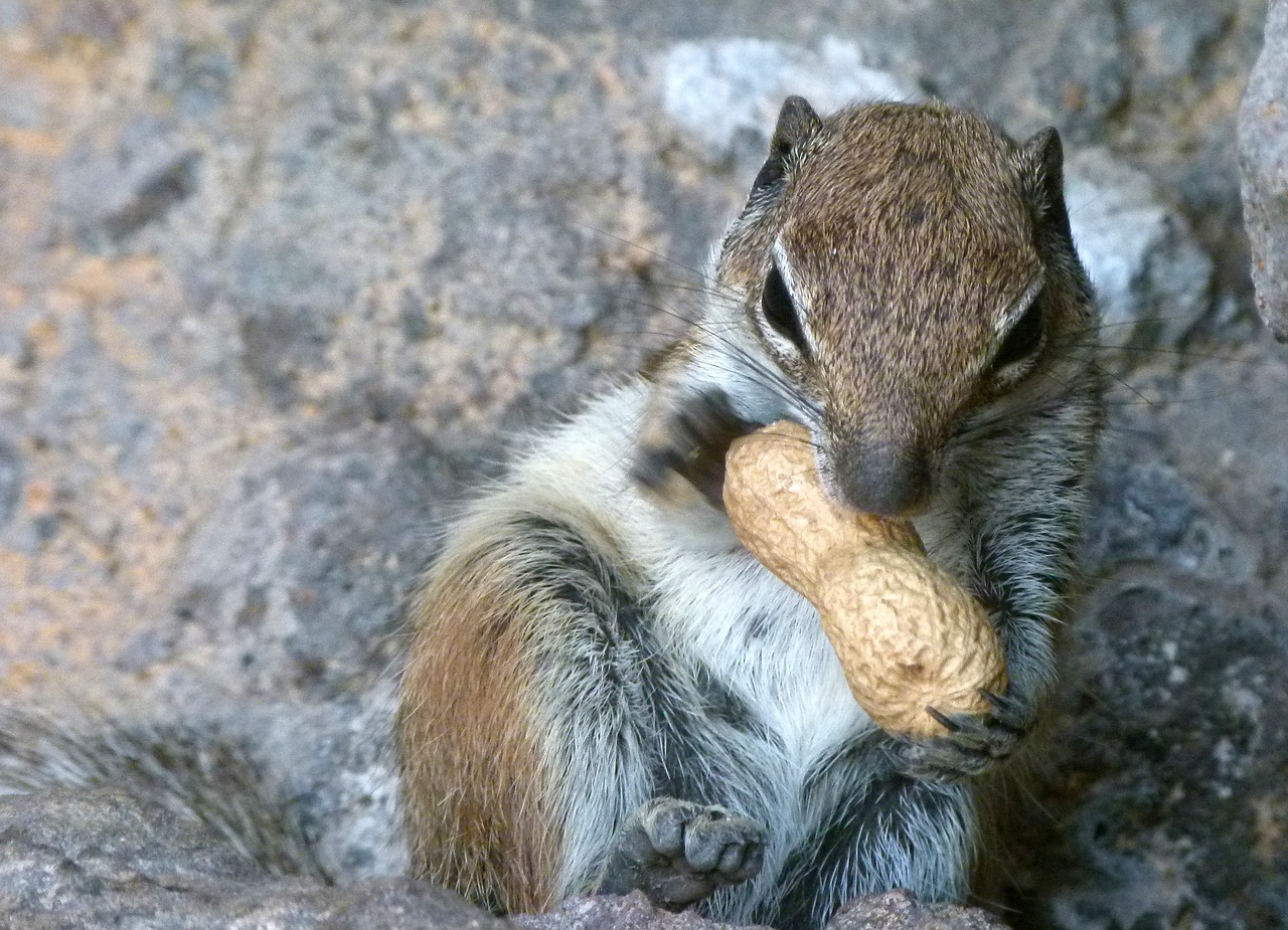 Image - stone squirrel nature animal