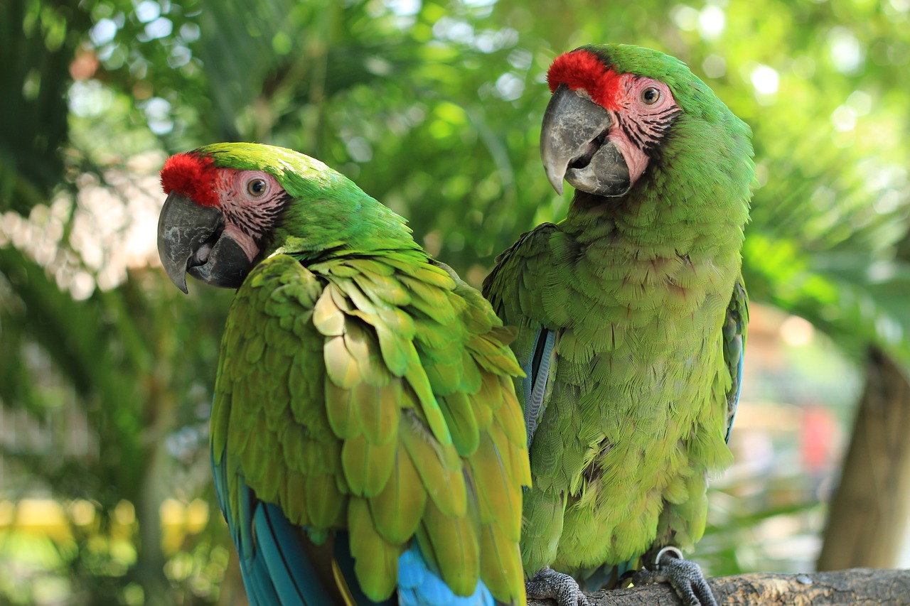 Image - parrot macaw green ave bird